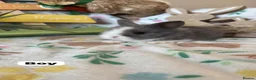 Lionhead rabbits for sale: ✨ Lionhead babies for sale ✨  - Advert 4