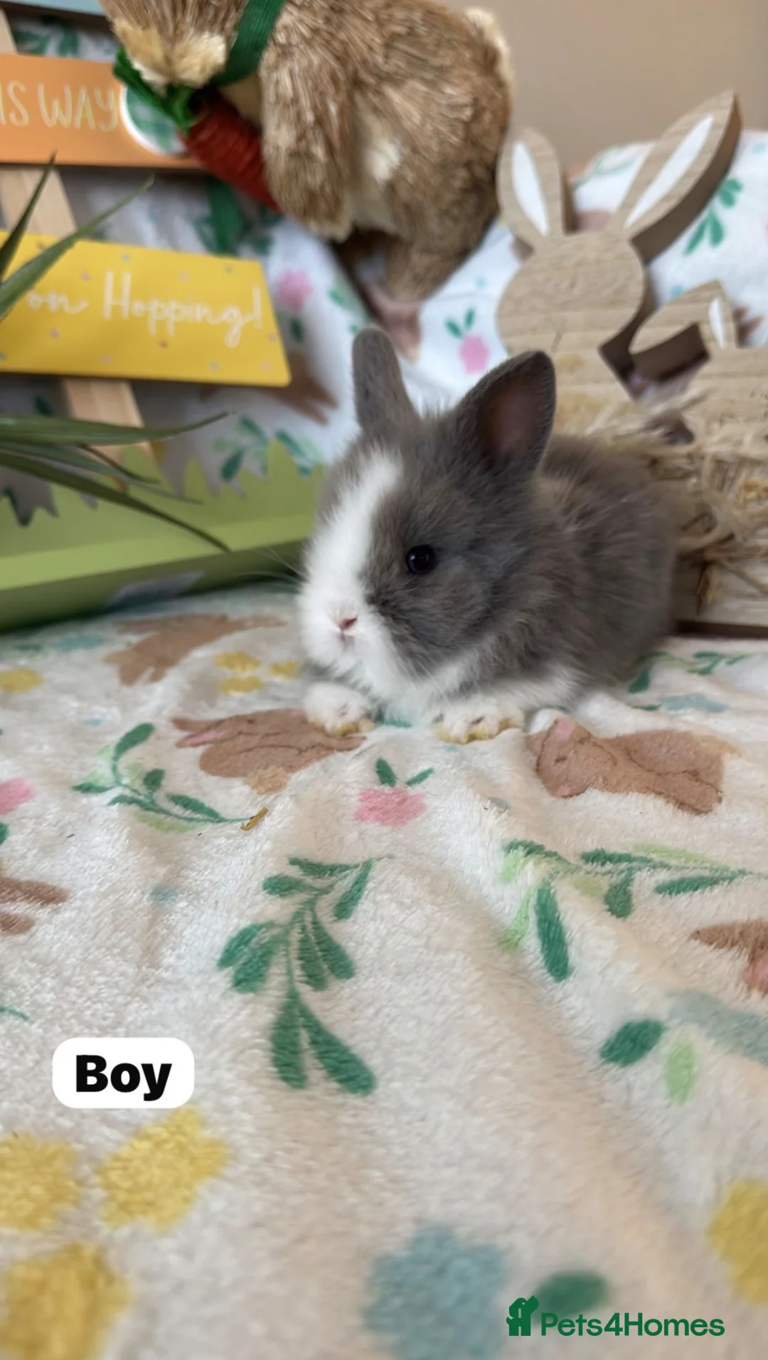 Lionhead rabbits for sale: ✨ Lionhead babies for sale ✨  - Advert 4