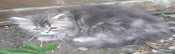Siberian cats for sale: Absolutely Fabulous Kittens - Advert 4