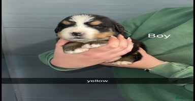 Bernese Mountain Dog dogs - Advert 2