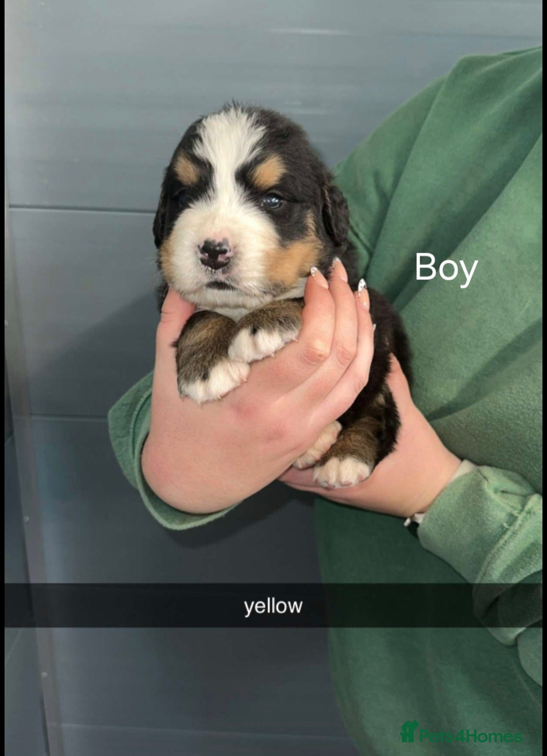 Bernese Mountain Dog dogs for sale: Gorgeous bernese mountain pups  - Image 3