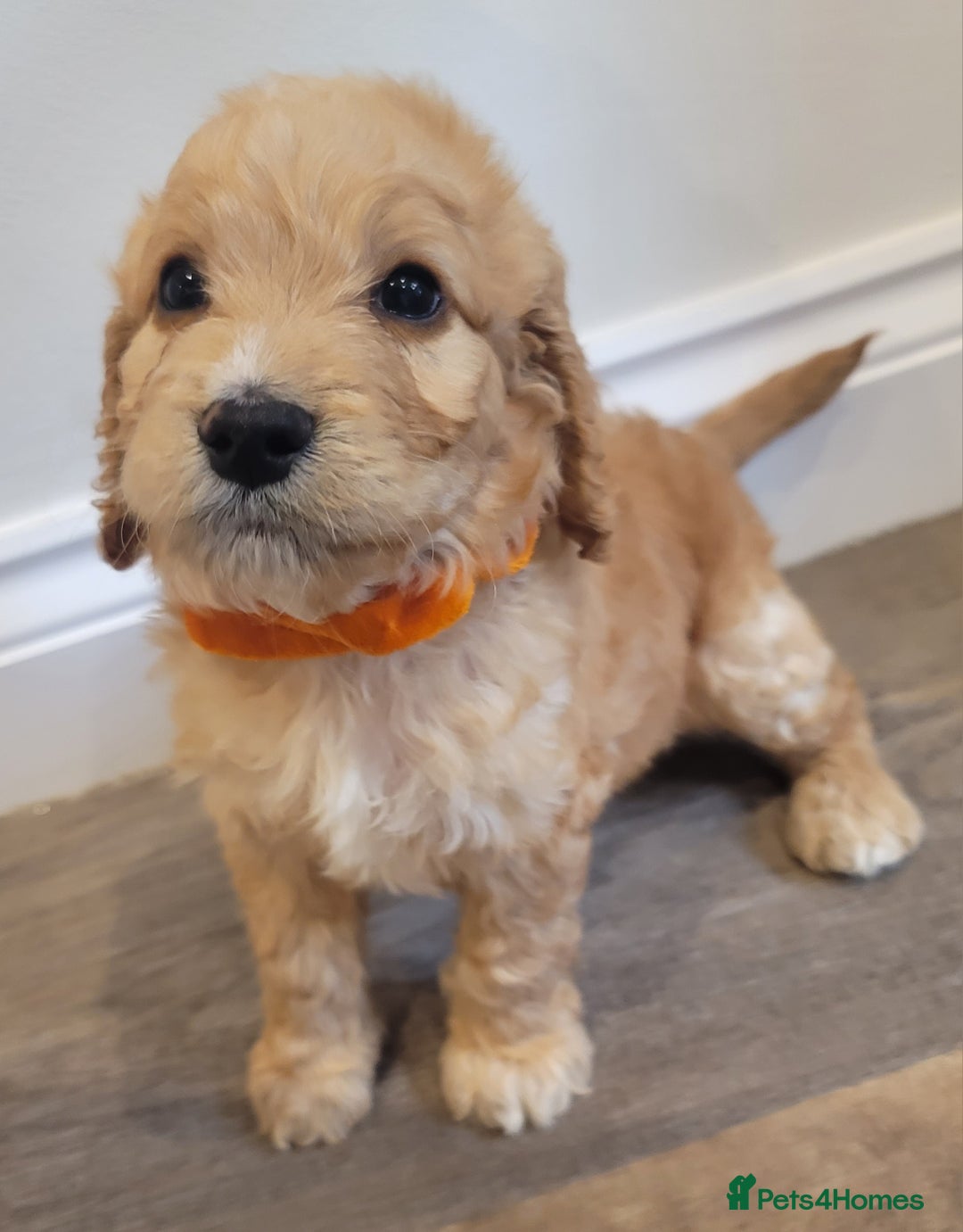 Cockapoo dogs for sale: Adorable Cockerpoo Puppies - Image 15