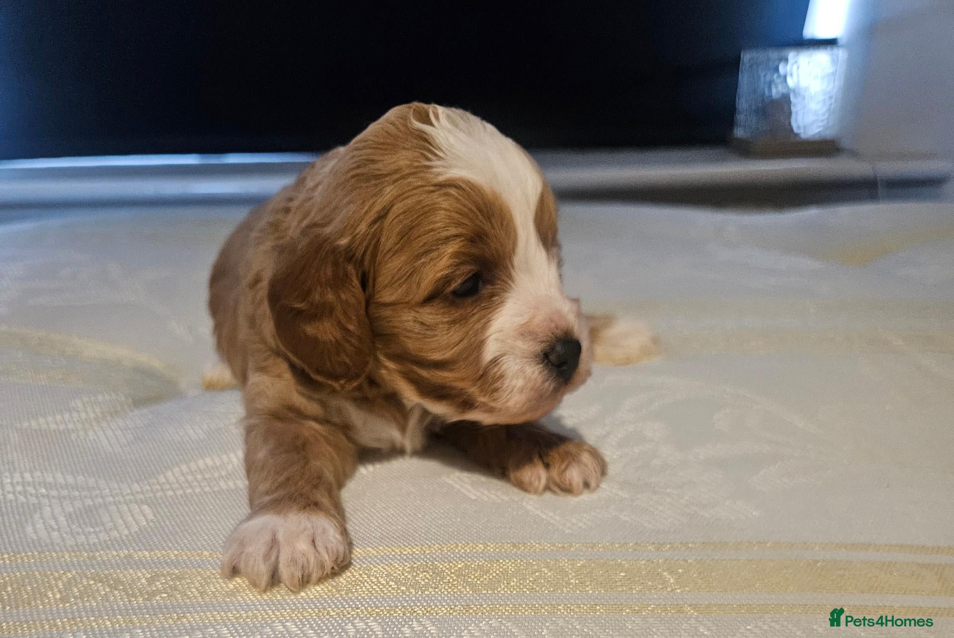 Cavapoo dogs Extensively health tested F1B cavapoo puppies - Advert 5