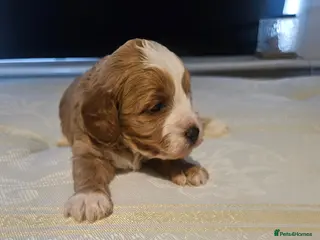 Cavapoo dogs Extensively health tested F1B cavapoo puppies - Advert 5