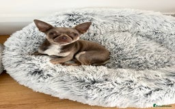 Chihuahua dogs for stud: Proven Lilac KC registered chihuahua for stud  in Liverpool - Image 9