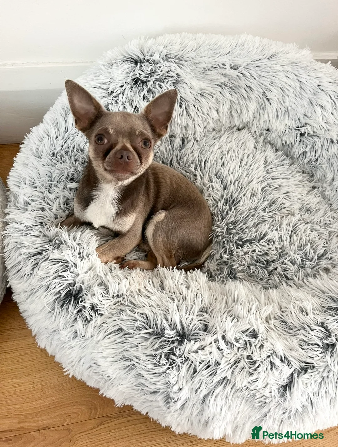 Chihuahua dogs for stud: Proven Lilac KC registered chihuahua for stud  in Liverpool - Advert 13