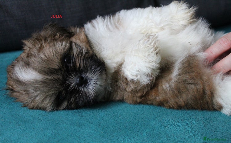 Shih Tzu dogs - Advert 1