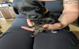 Mixed Breed dogs for sale: Jack, Springer X staffy, lurcher puppies - Image 25
