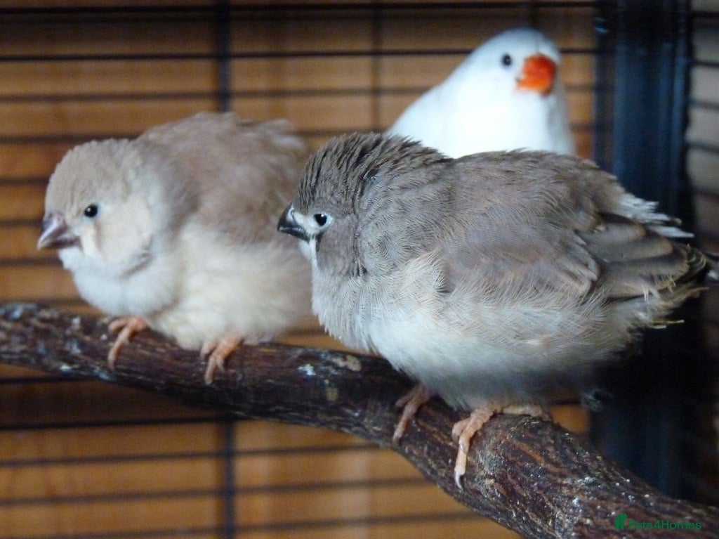 Finches birds Baby zebra finch  - Advert 1