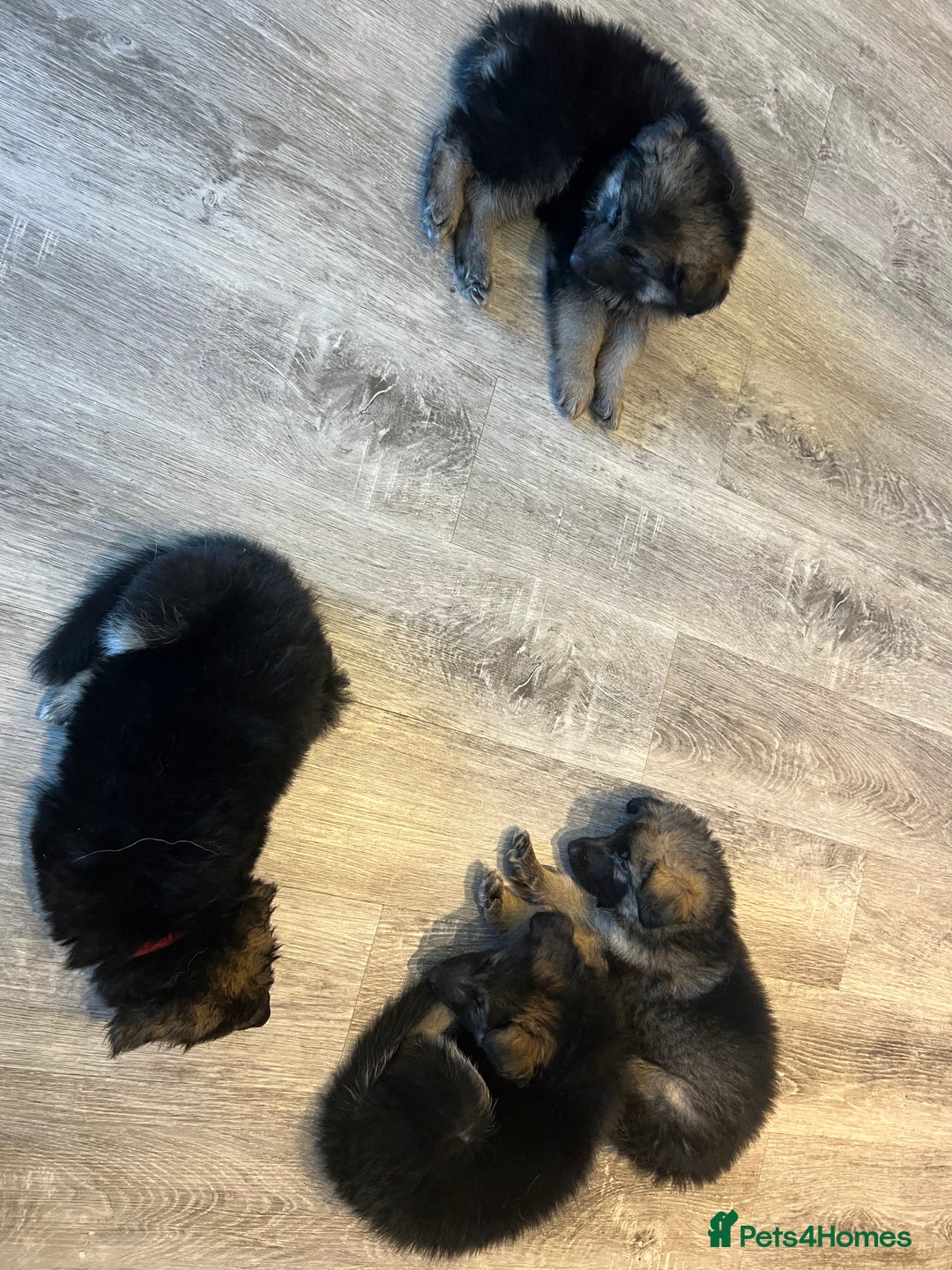 German Shepherd dogs for sale: German Shepherd  - Advert 16