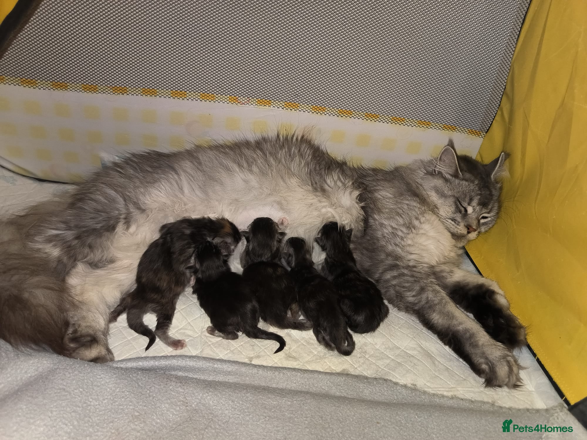 Maine Coon cats Purebred Maine Coon kittens - Advert 1