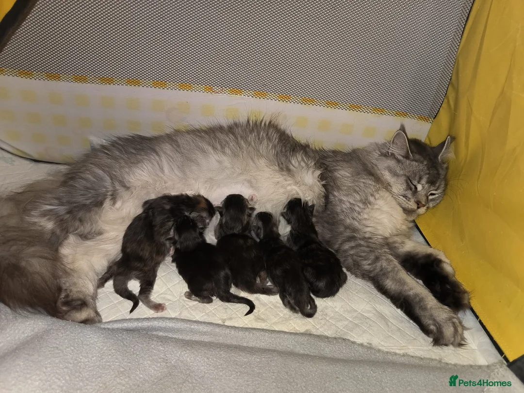 Maine Coon cats for sale: Purebred Maine Coon kittens - Advert 1