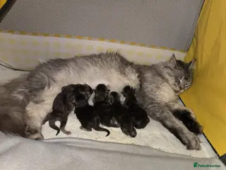 Maine Coon cats Purebred Maine Coon kittens - Advert 11