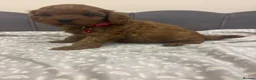 Cavapoo dogs for sale: Stunning F1 Toy Cavapoo Pups - Advert 22