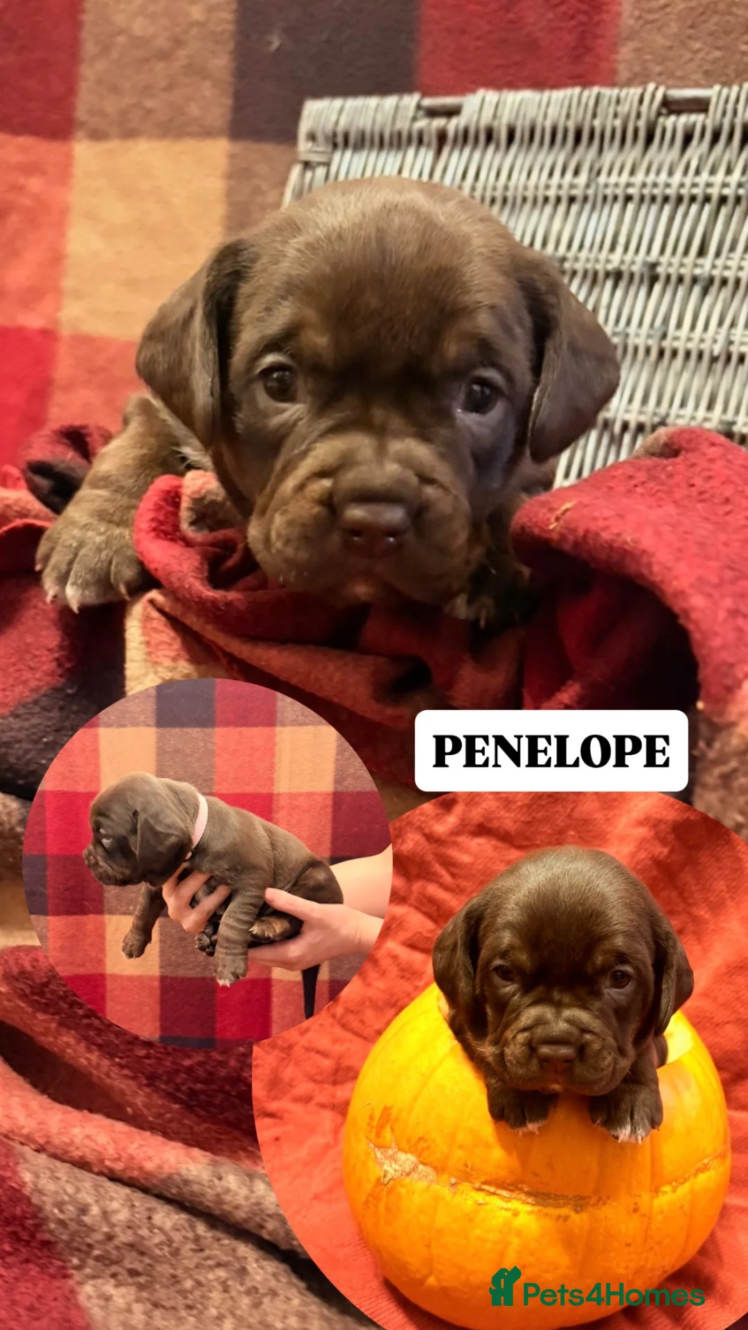 Mixed Breed dogs for sale: Bully Spaniels! (FLUFFY BULLDOGS) in Stockton-on-Tees - Advert 7