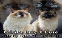Ragdoll cats for sale: Ragdolls Due 12th August  - Image 1