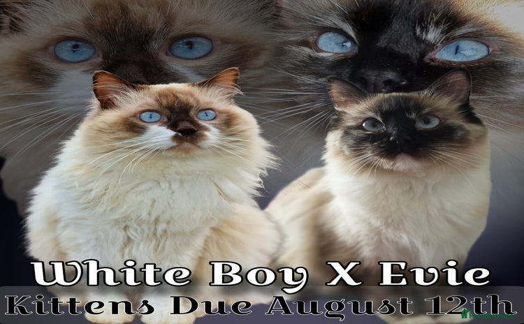 Ragdoll cats - Advert 2