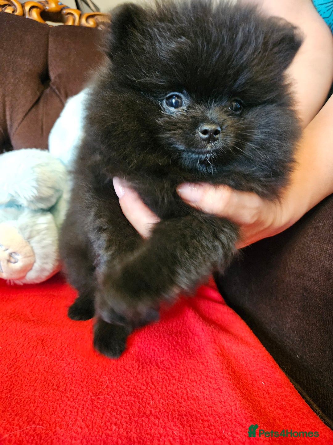 Pomeranian dogs for sale: 3 beautiful black pomeranian boys for sale  - Image 8