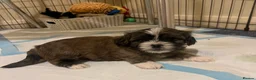 Zuchon dogs for sale: Zuchon puppies looking for forever home £650 - Advert 3