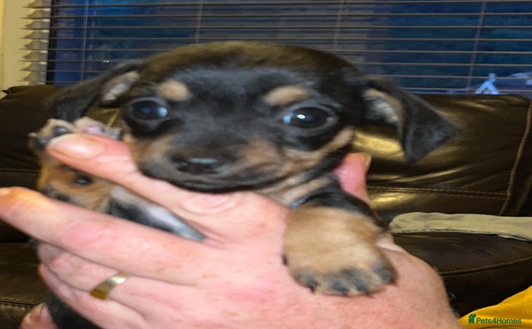 Mixed Breed dogs - Advert 2