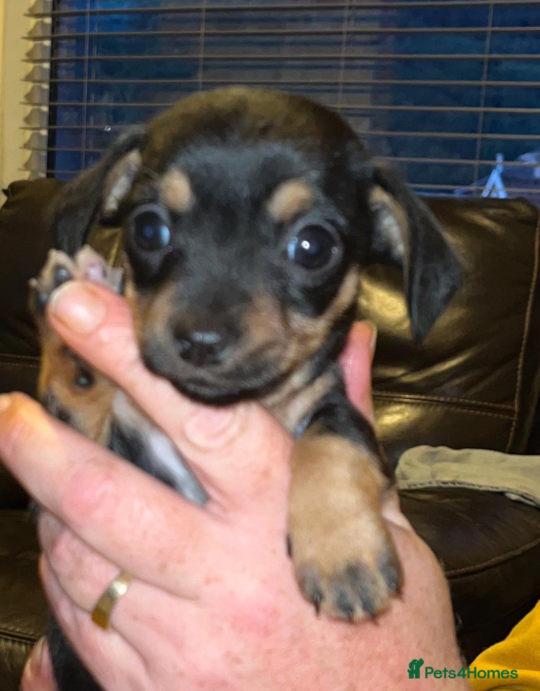 Mixed Breed dogs for sale: Miniature Dachshund x small Jack russel - Image 1