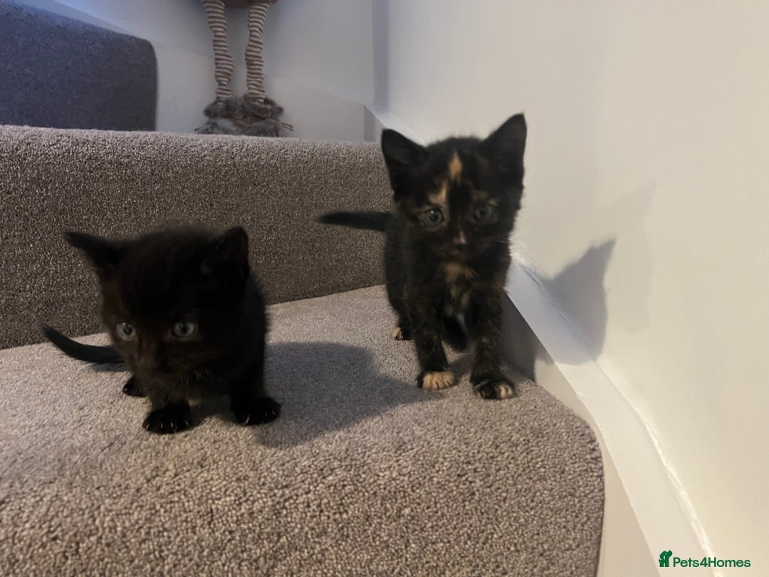 Mixed Breed cats for sale: Kittens for sale - Image 4