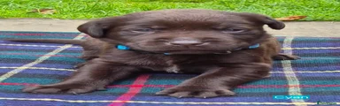 Labrador Retriever Cyan Collar