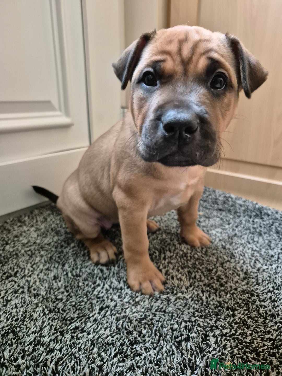 Shar Pei dogs for sale: Shar Pei puppies (READY TO GO NOW) - Image 21
