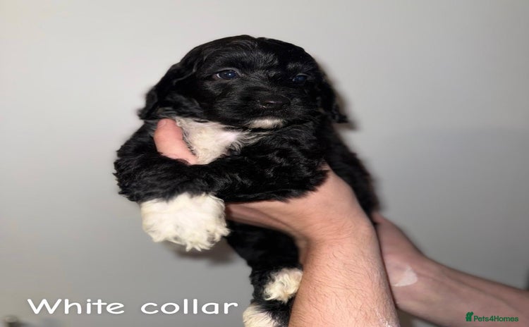 Cockapoo dogs - Advert 1