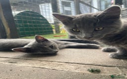 Domestic Shorthair cats for sale: Last 2 kittens available.  - Image 7