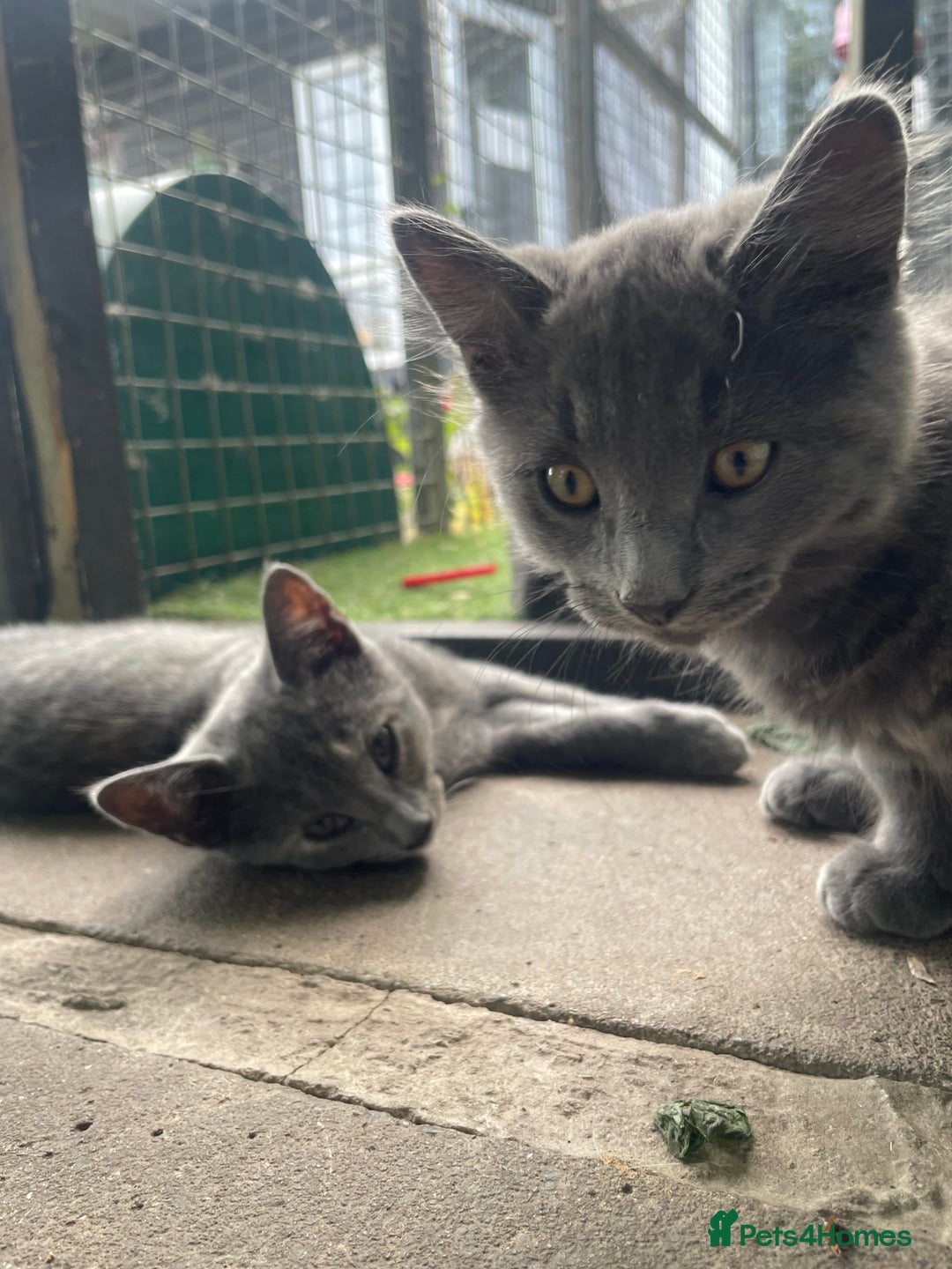 Domestic Shorthair cats for sale: Last 2 kittens available.  - Image 7