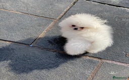 Pomeranian dogs for sale: White KENNEL CLUB Registered CHAMPION Bloodlines - Image 28