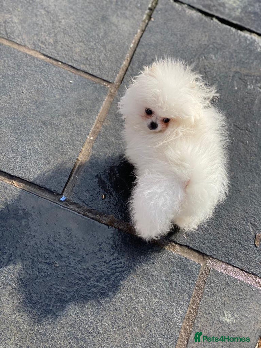 Pomeranian dogs for sale: White KENNEL CLUB Registered CHAMPION Bloodlines - Image 28