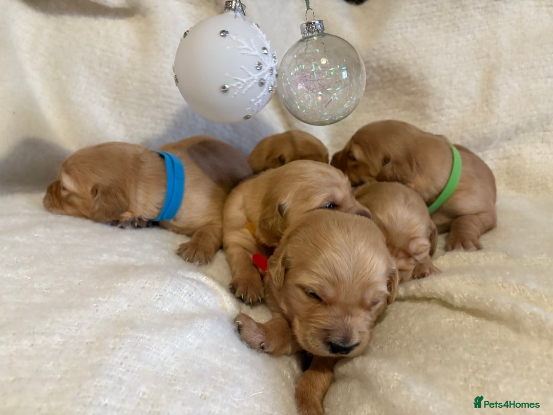 Golden Retriever dogs for sale: Sold sold sold sold sold  - Advert 10