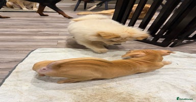 American Bulldog dogs Soppy King is ready for his forever home!  - Advert 16