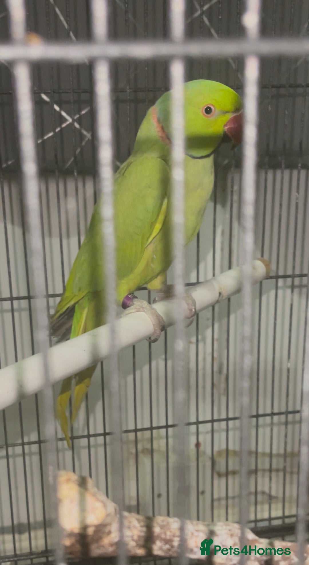 Ringnecks birds for sale: Green Male Indian Ring neck Talking parrot - Image 2