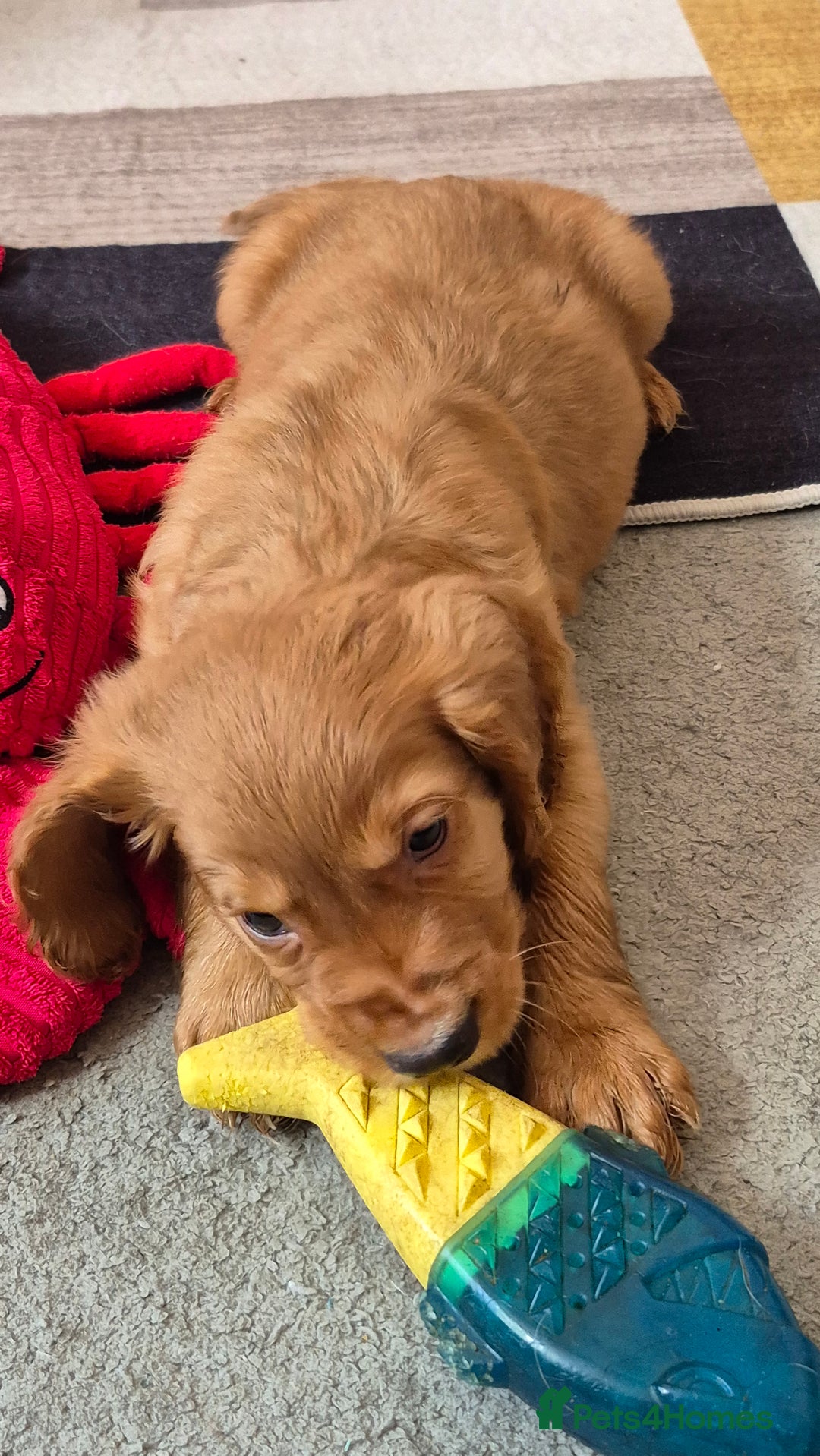 Cocker Spaniel dogs for sale: Cocker Spaniel Puppies for Sale - Image 17