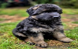 German Shepherd dogs for sale: German Shepherd Puppies - Image 22