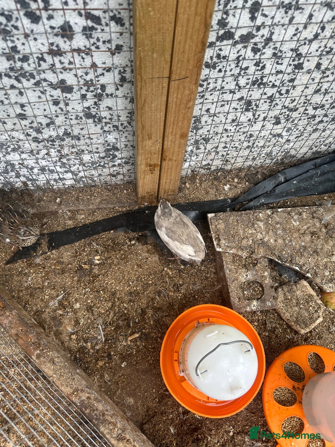 Quail poultry for sale: Quails celedon and italian - Image 2