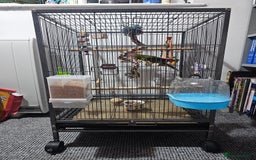 Parakeets birds for sale: Kakariki+Cage+toys+foods+bath+multivitamins+sprays - Image 4
