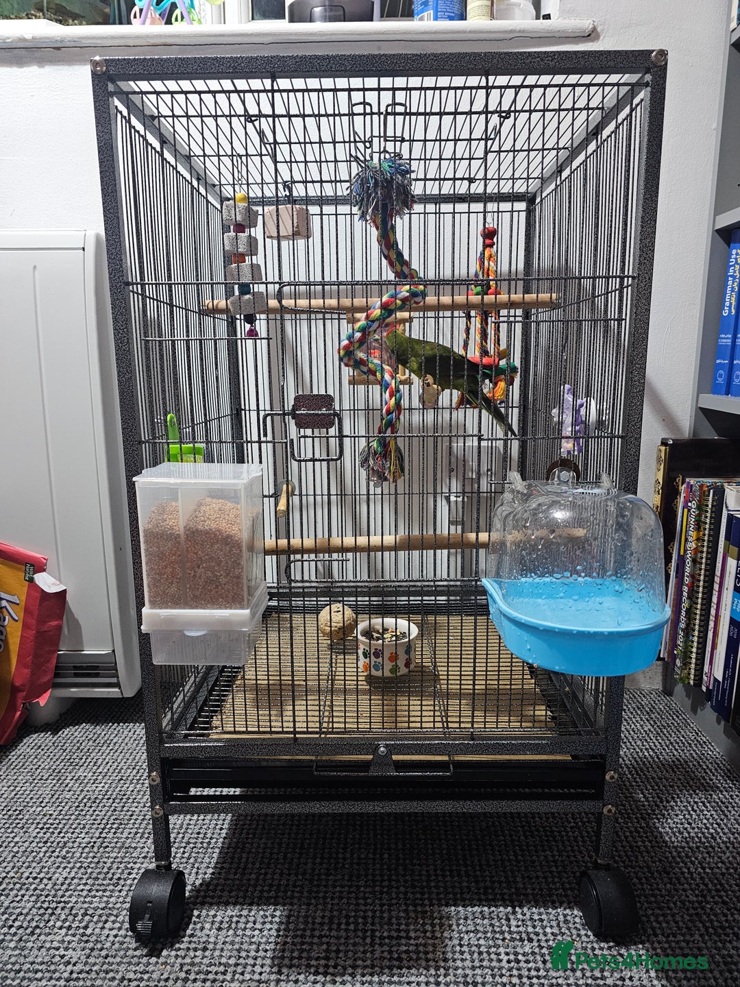 Parakeets birds for sale: Kakariki+Cage+toys+foods+bath+multivitamins+sprays - Image 4