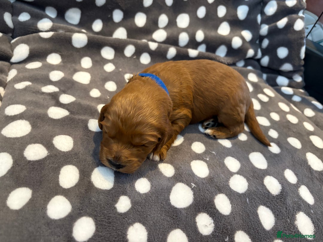 Cavapoo dogs for sale: Adorable Toy Cavapoo puppies ready on 3rd November - Image 14