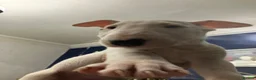 English Bull Terrier dogs for sale: 3 x KC English Bull Terriers Left  - Advert 8