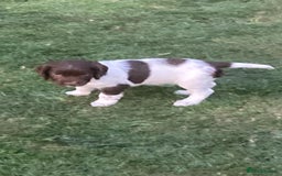 English Springer Spaniel dogs for sale: FTCH sired English Springer Spaniel Puppies - Image 10