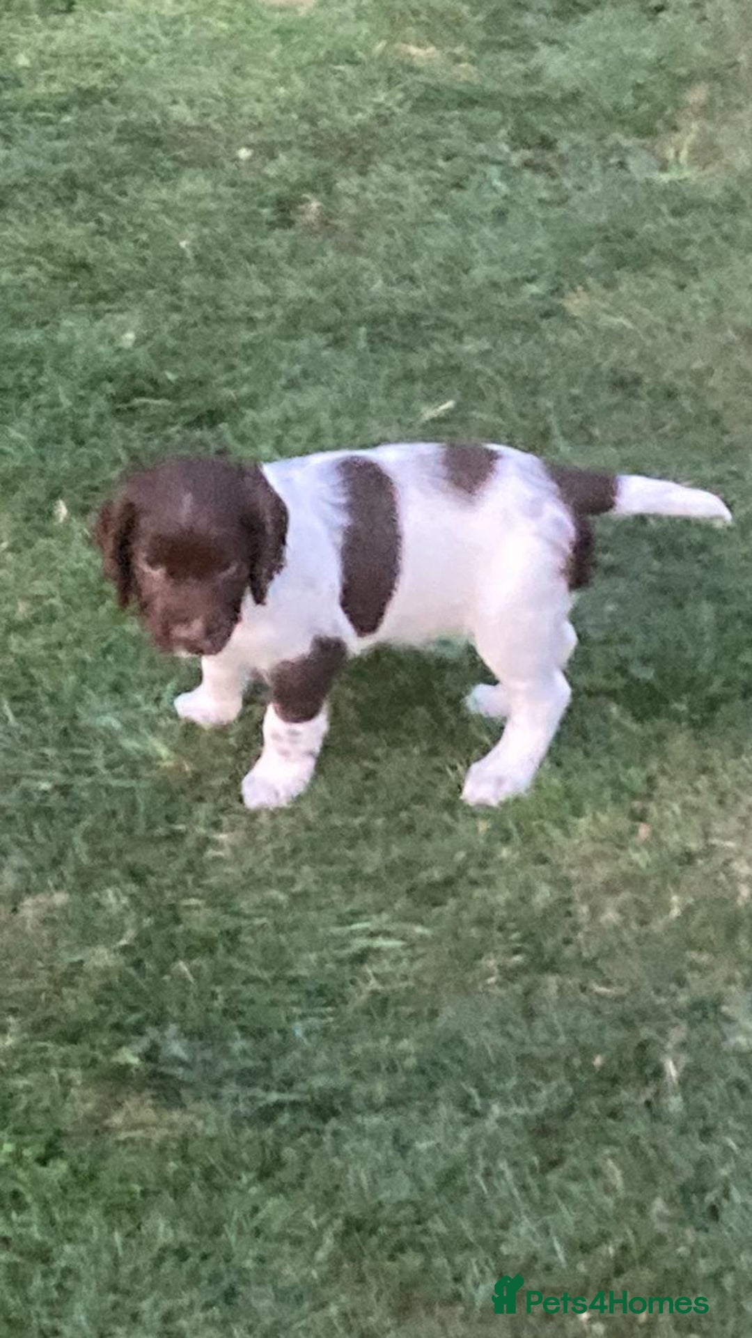 English Springer Spaniel dogs for sale: FTCH sired English Springer Spaniel Puppies - Image 10