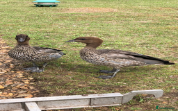Mixed Breed birds for sale: Ornamental ducks and geese for sale - Image 7