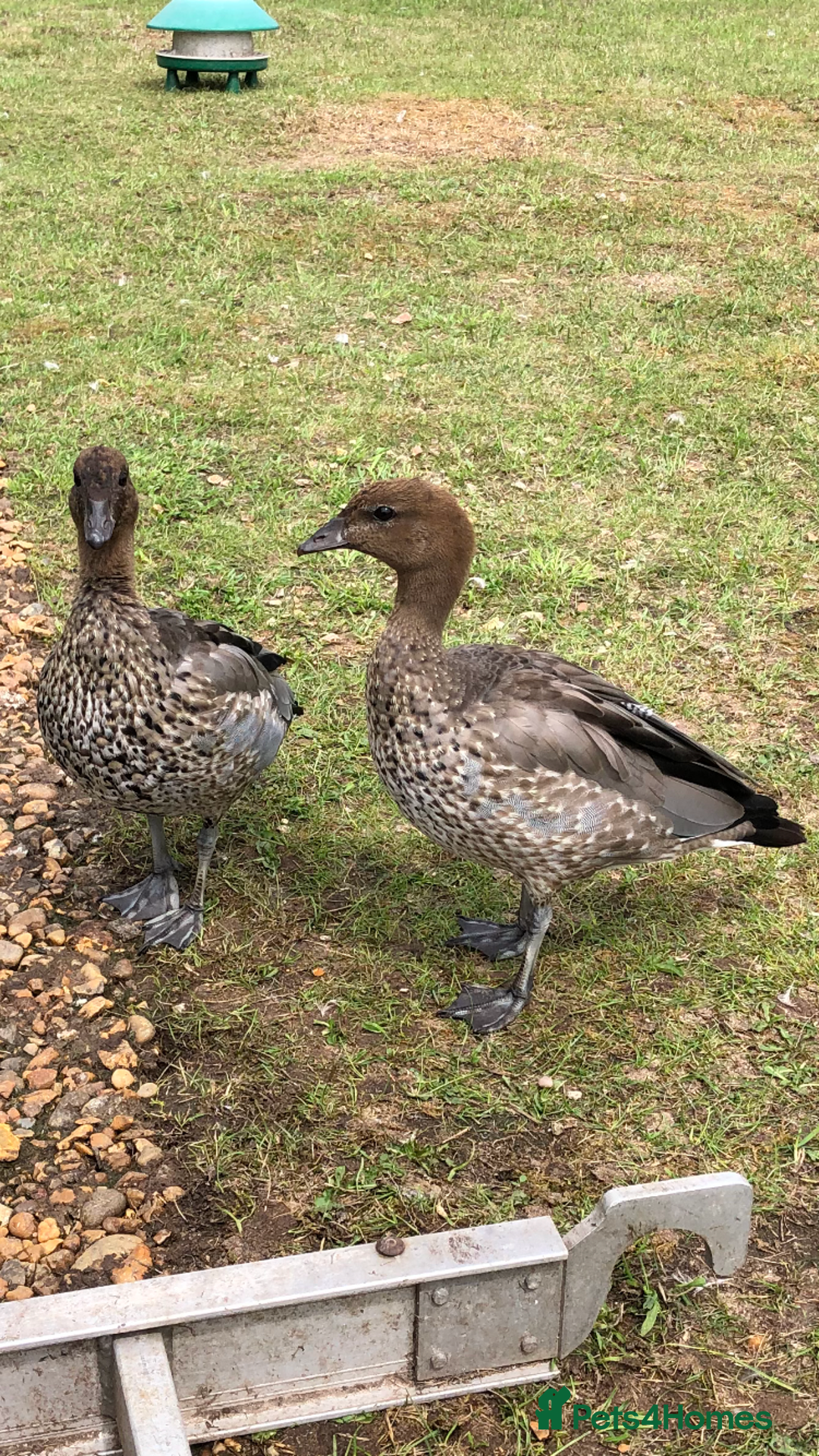 Mixed Breed birds for sale: Ornamental ducks and geese for sale - Image 7