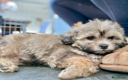 Shihpoo dogs for sale: Adorable Shihpoo Puppies, have had all vacations! - Image 5