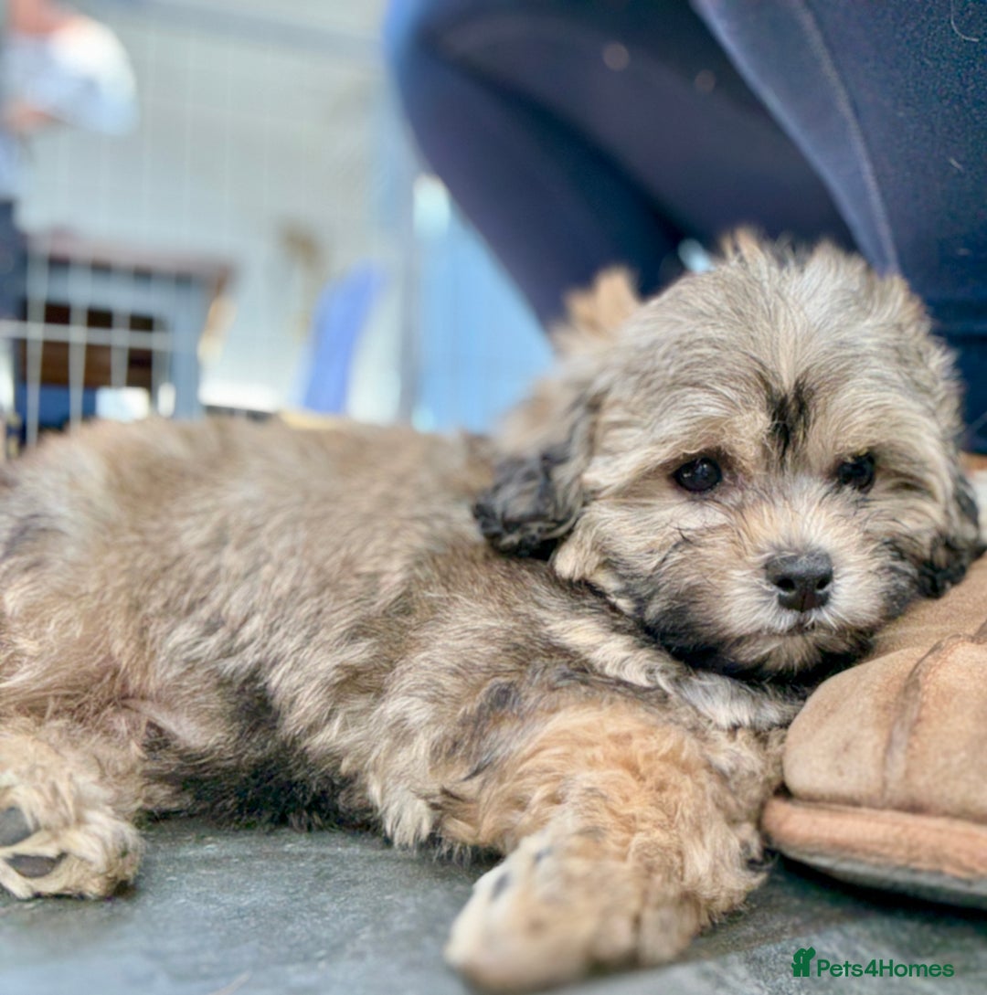 Shihpoo dogs for sale: Adorable Shihpoo Puppies, have had all vacations! - Image 5