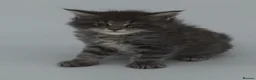 Maine Coon cats for sale: Tica beautiful Maine Coon kittens  - Advert 5